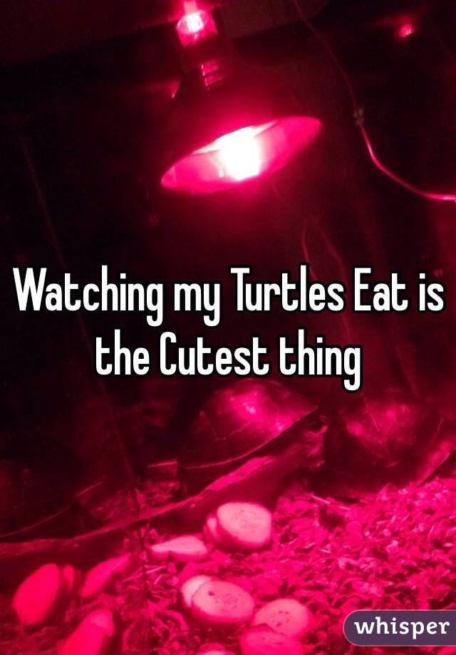 Watching my Turtles Eat is the Cutest thing 