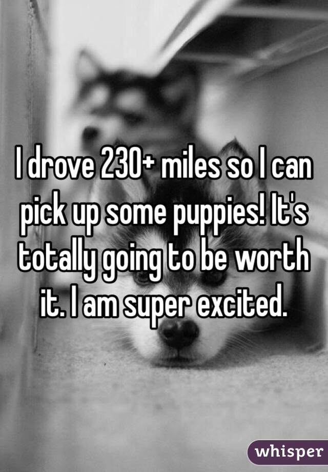 I drove 230+ miles so I can pick up some puppies! It's totally going to be worth it. I am super excited. 
