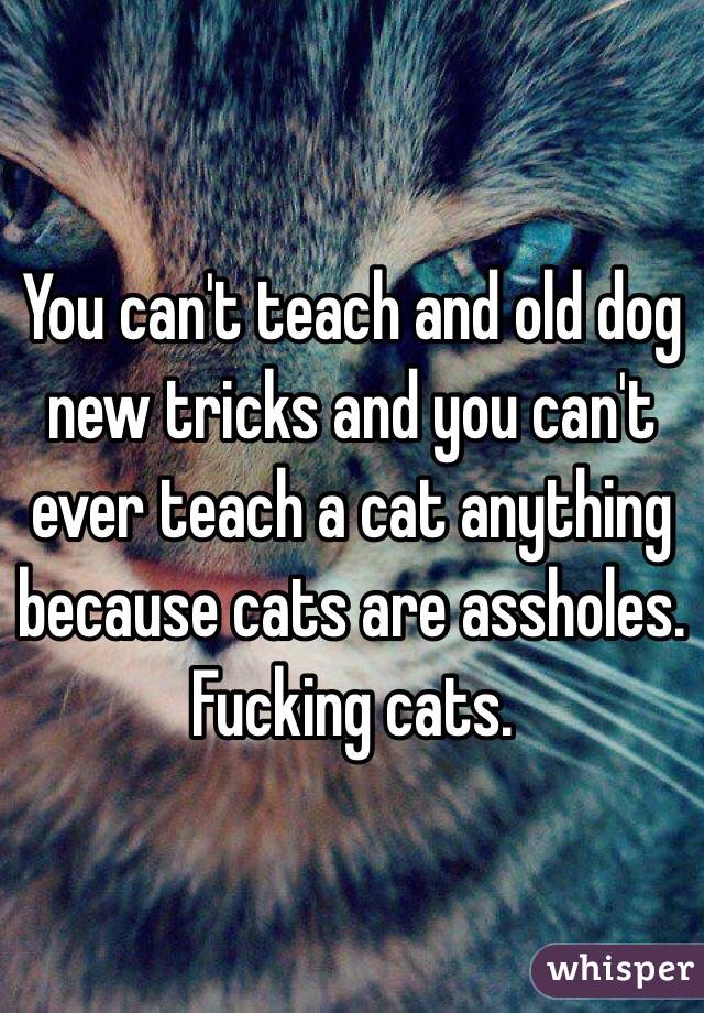 You can't teach and old dog new tricks and you can't ever teach a cat anything because cats are assholes. 
Fucking cats. 
