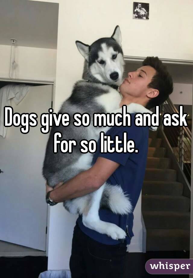 Dogs give so much and ask for so little. 