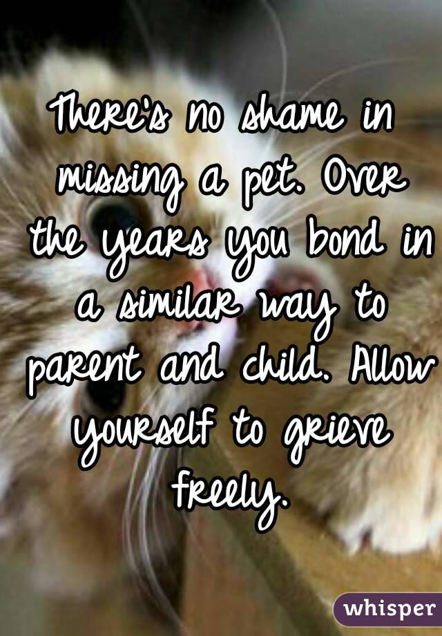 There's no shame in missing a pet. Over the years you bond in a similar way to parent and child. Allow yourself to grieve freely.