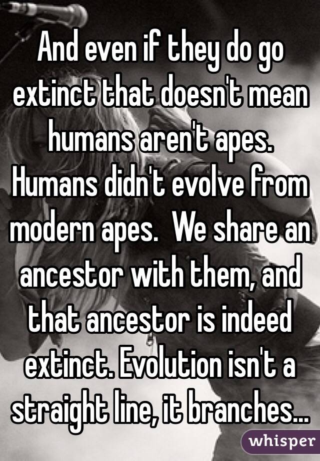And even if they do go extinct that doesn't mean humans aren't apes.  Humans didn't evolve from modern apes.  We share an ancestor with them, and that ancestor is indeed extinct. Evolution isn't a straight line, it branches...