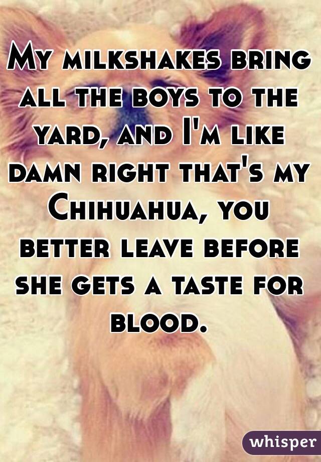 My milkshakes bring all the boys to the yard, and I'm like damn right that's my Chihuahua, you better leave before she gets a taste for blood. 