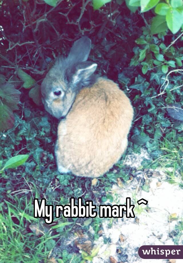 My rabbit mark ^