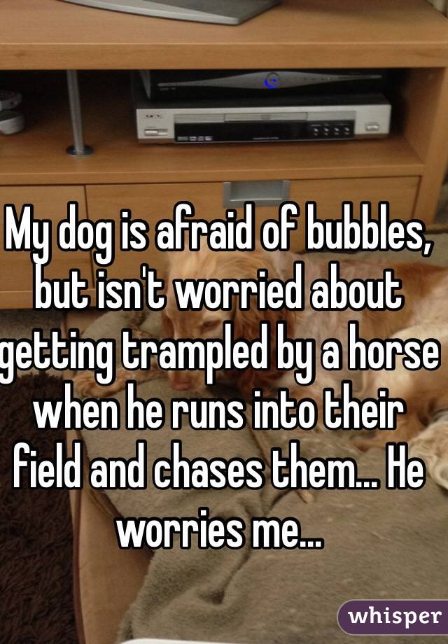 My dog is afraid of bubbles, but isn't worried about getting trampled by a horse when he runs into their field and chases them... He worries me...