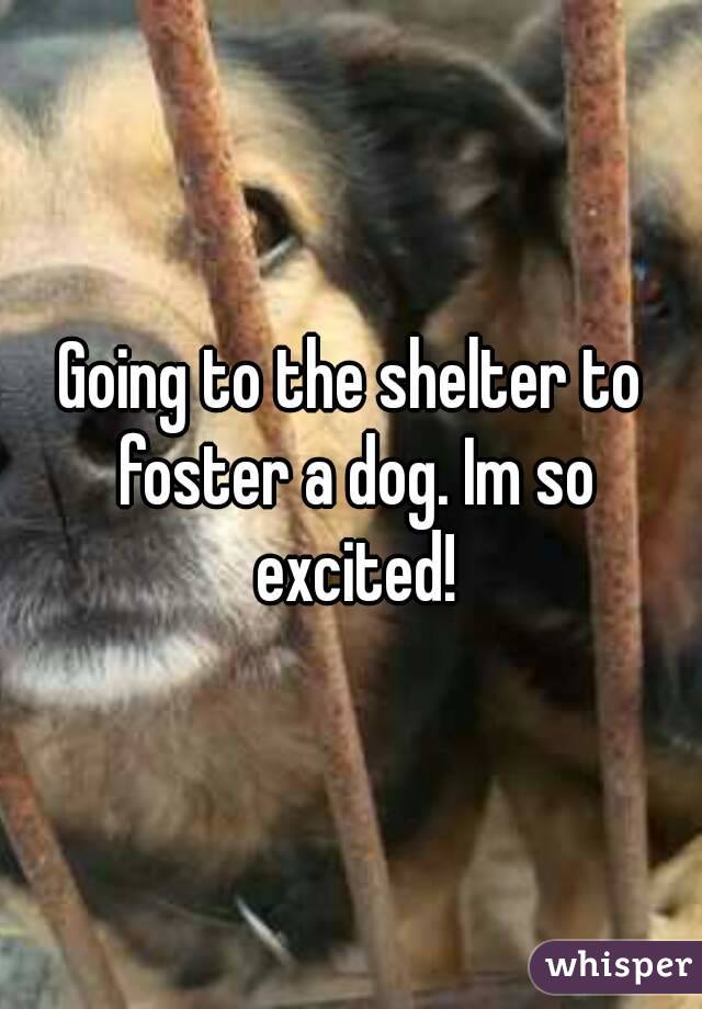 Going to the shelter to foster a dog. Im so excited!