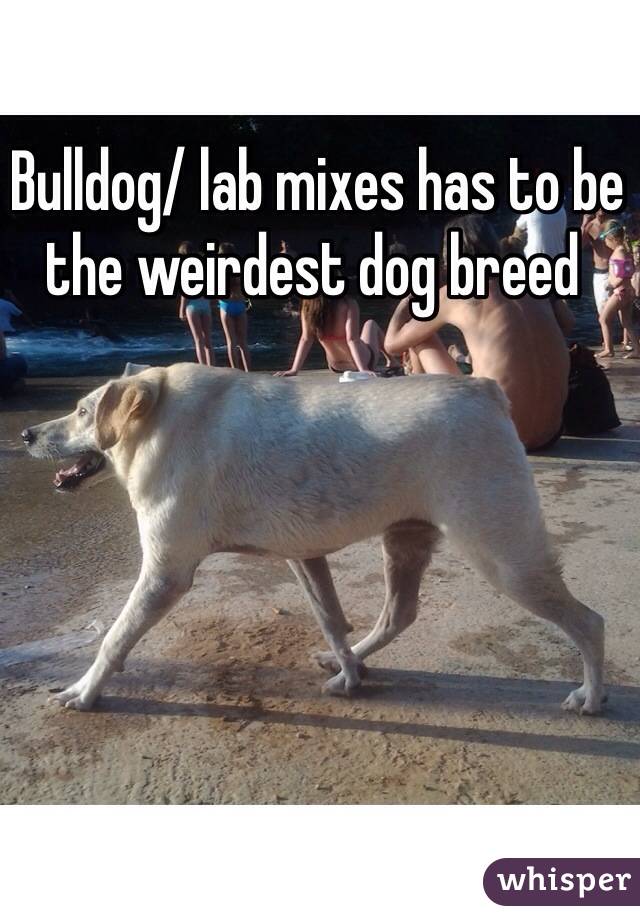  Bulldog/ lab mixes has to be the weirdest dog breed 