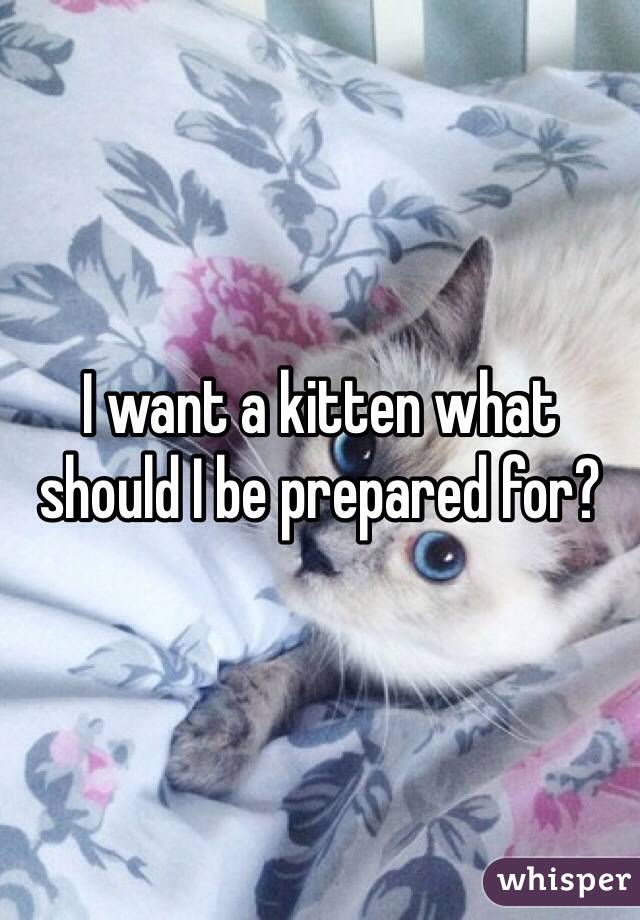 I want a kitten what should I be prepared for?