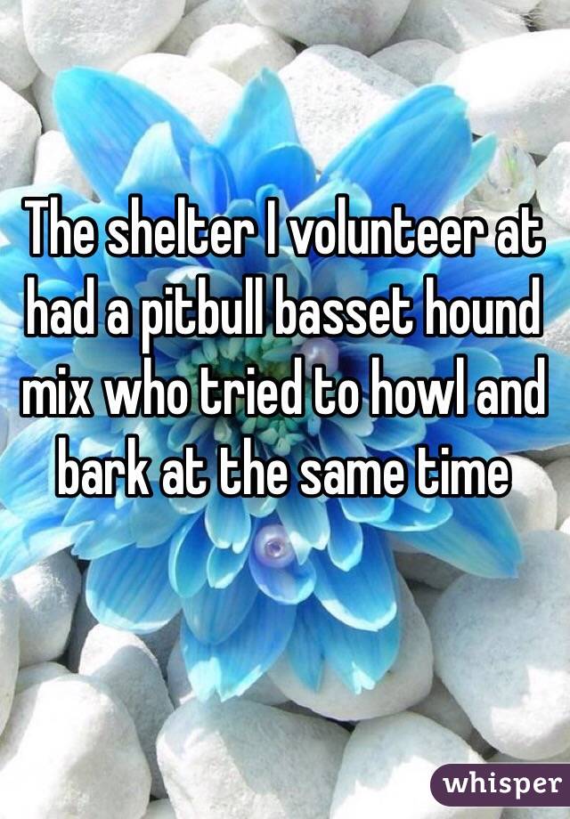The shelter I volunteer at had a pitbull basset hound mix who tried to howl and bark at the same time