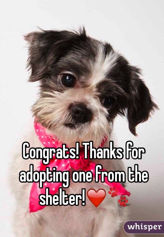 Congrats! Thanks for adopting one from the shelter!❤️🐾