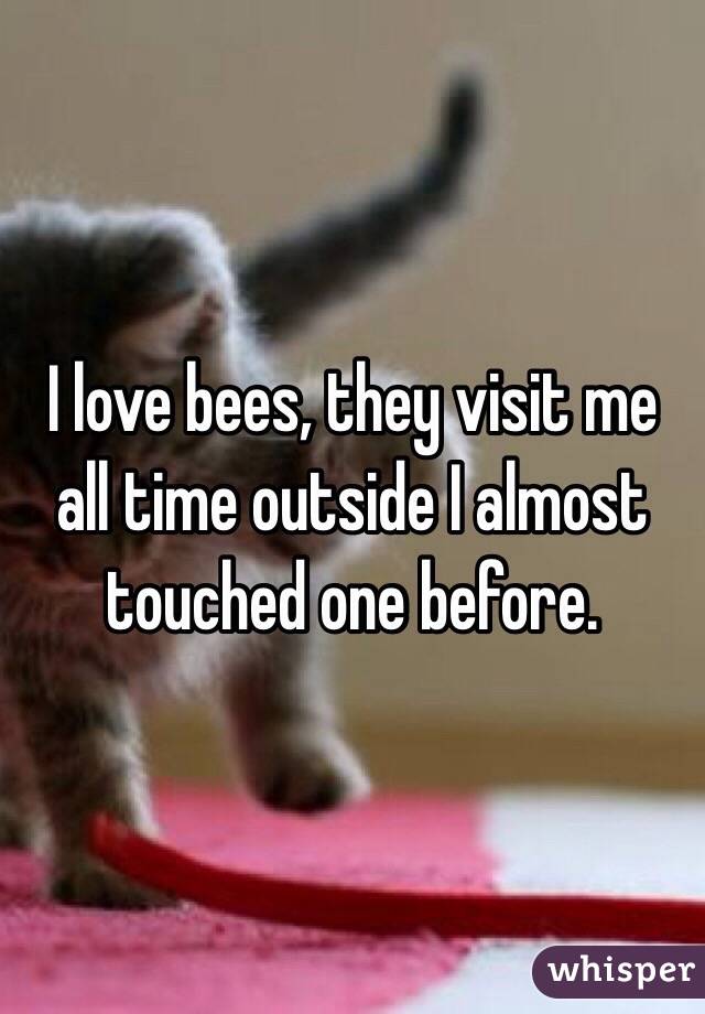 I love bees, they visit me all time outside I almost touched one before.