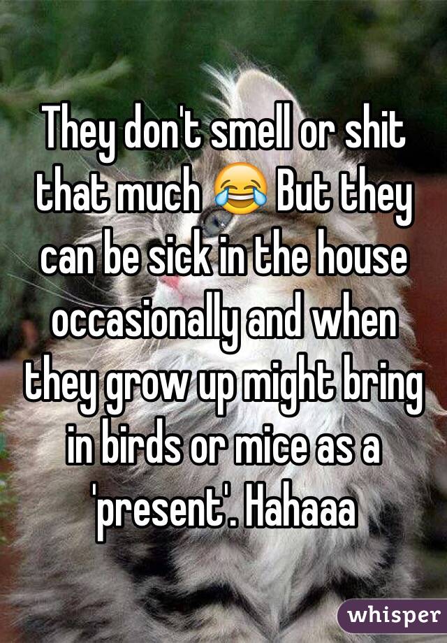 They don't smell or shit that much 😂 But they can be sick in the house occasionally and when they grow up might bring in birds or mice as a 'present'. Hahaaa 