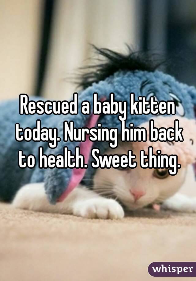 Rescued a baby kitten today. Nursing him back to health. Sweet thing.