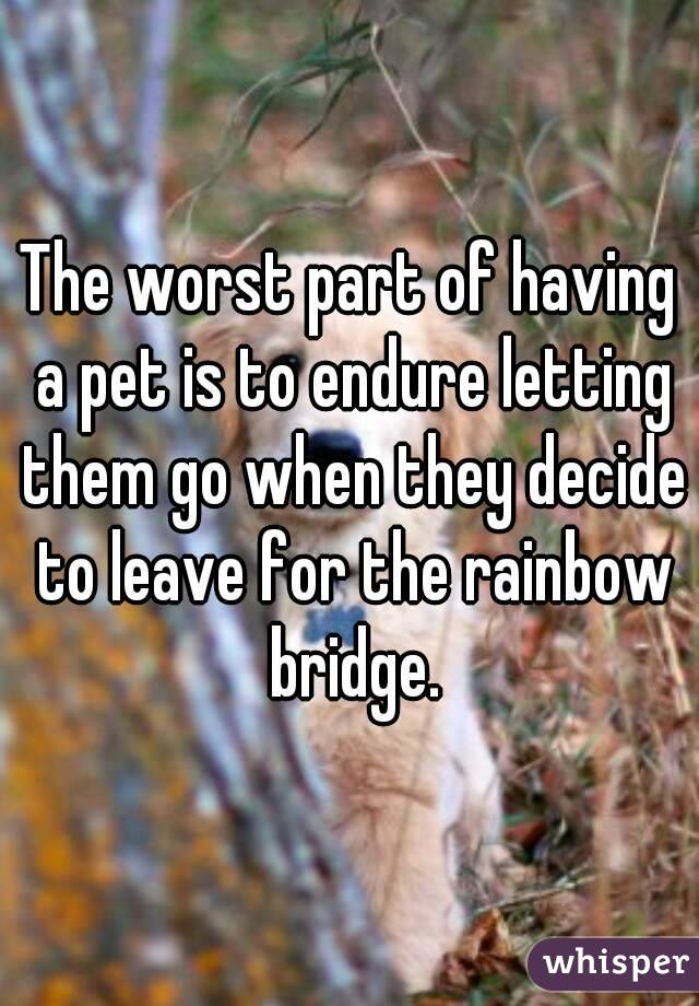 The worst part of having a pet is to endure letting them go when they decide to leave for the rainbow bridge.