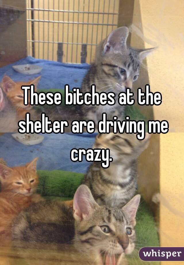 These bitches at the shelter are driving me crazy. 