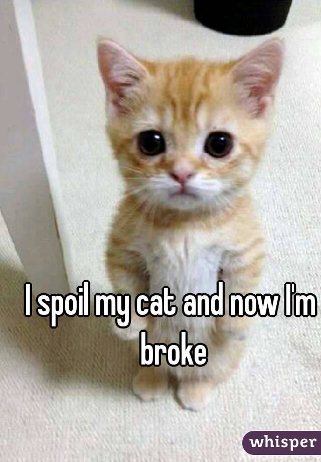 I spoil my cat and now I'm broke