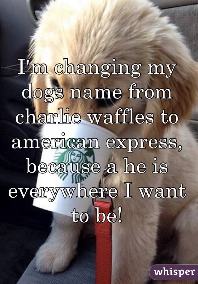 I'm changing my dogs name from charlie waffles to american express, because a he is everywhere I want to be!