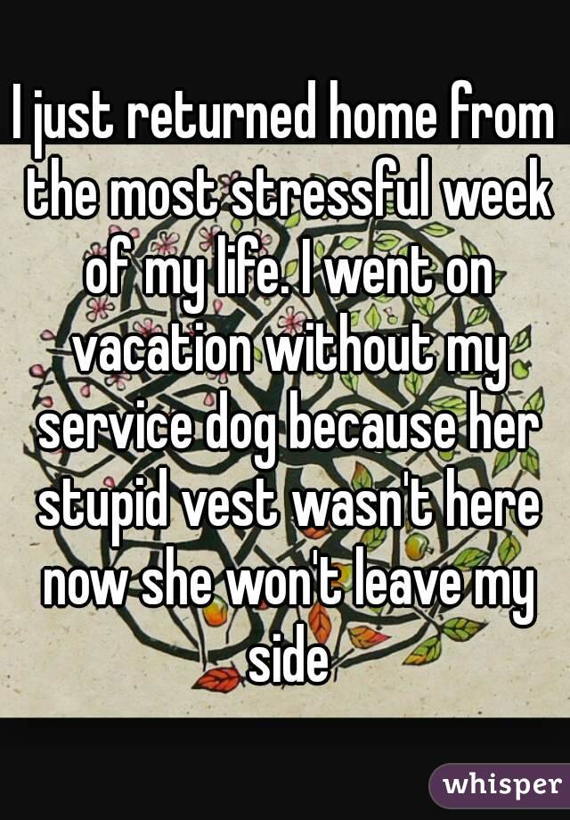 I just returned home from the most stressful week of my life. I went on vacation without my service dog because her stupid vest wasn't here now she won't leave my side