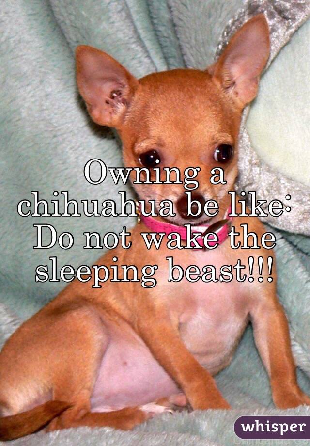 Owning a chihuahua be like: Do not wake the sleeping beast!!!