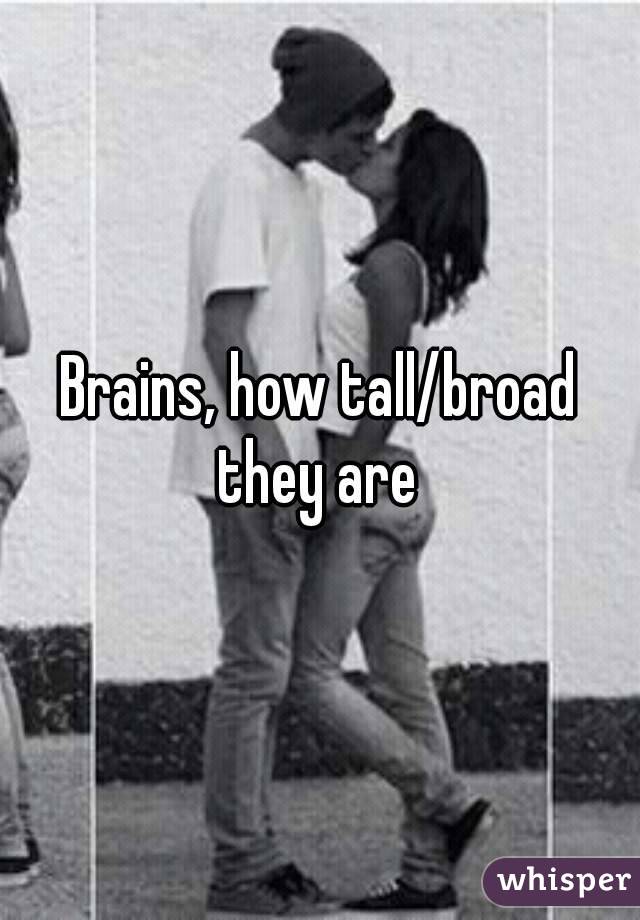 Brains, how tall/broad they are 