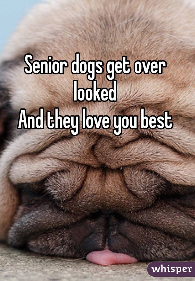 Senior dogs get over looked 
And they love you best 