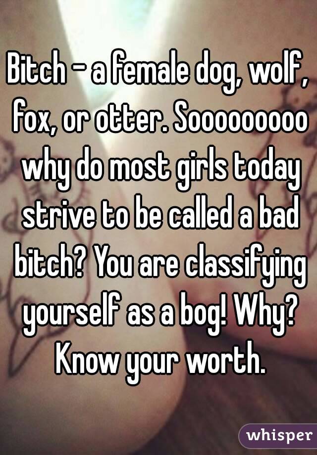 Bitch - a female dog, wolf, fox, or otter. Sooooooooo why do most girls today strive to be called a bad bitch? You are classifying yourself as a bog! Why? Know your worth.