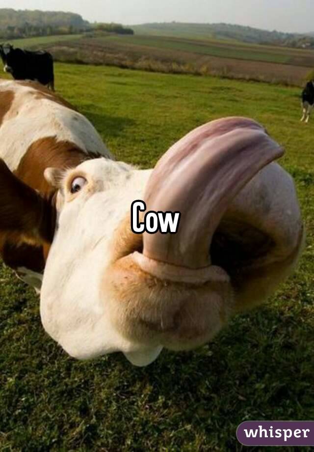 Cow