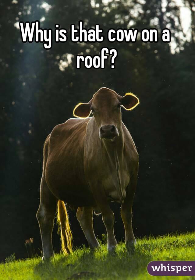 Why is that cow on a roof?