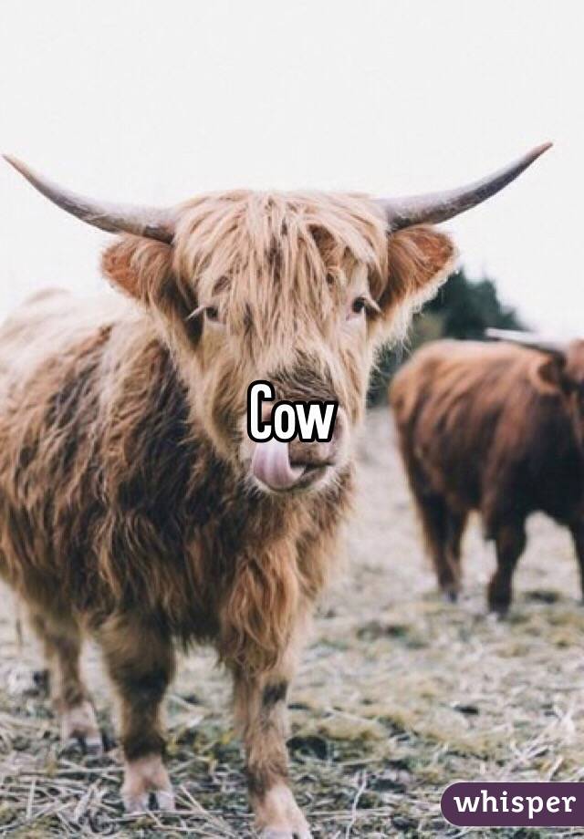 Cow