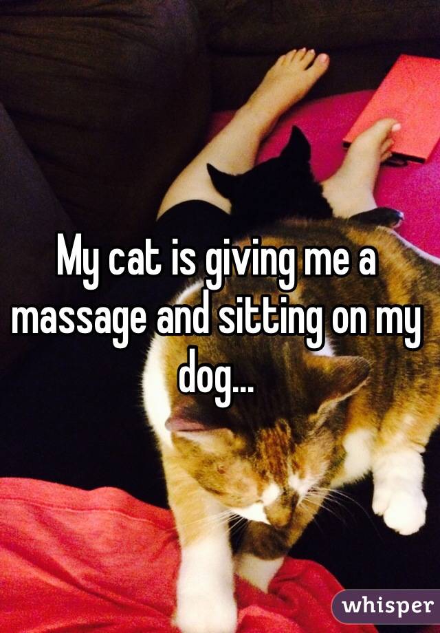 My cat is giving me a massage and sitting on my dog...