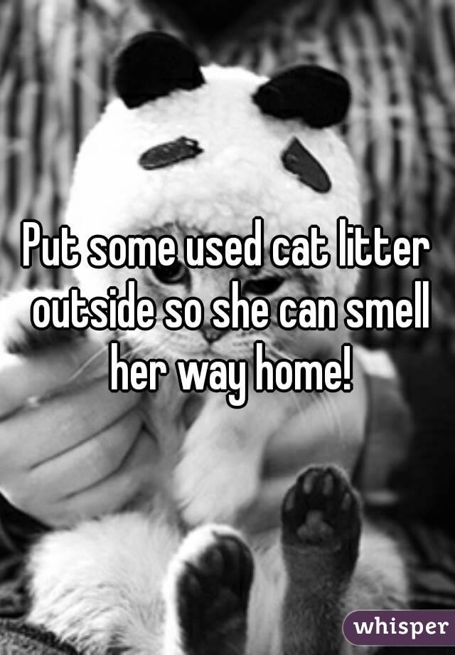 Put some used cat litter outside so she can smell her way home!