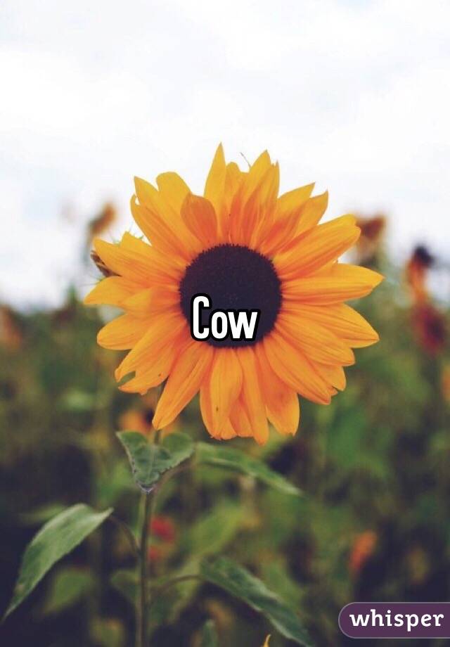 Cow