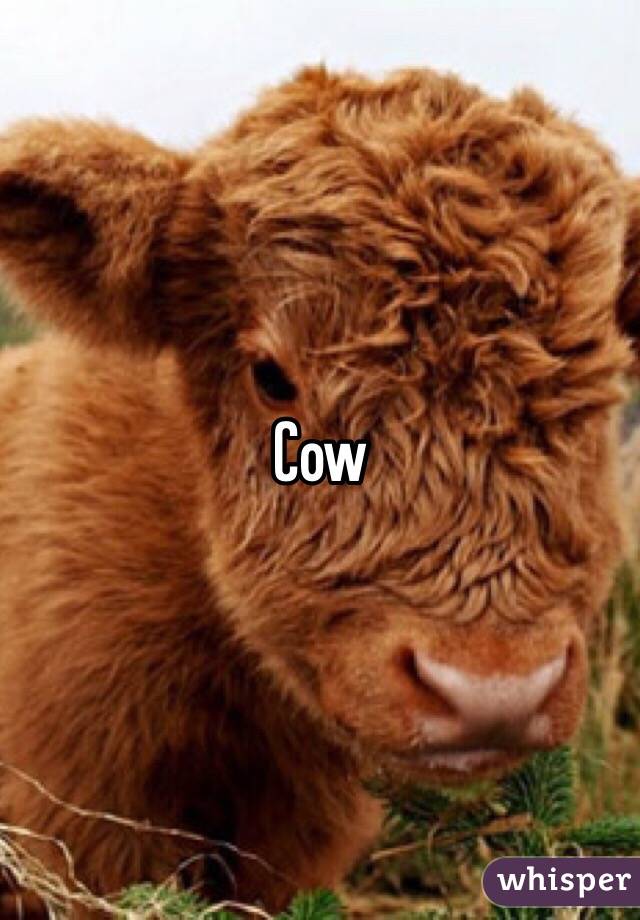 Cow