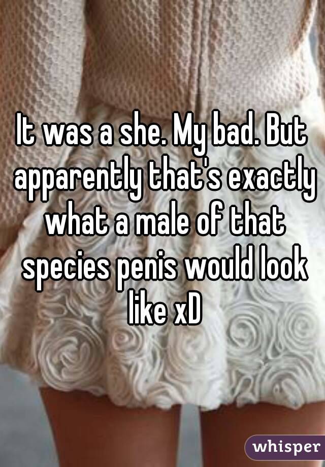 It was a she. My bad. But apparently that's exactly what a male of that species penis would look like xD