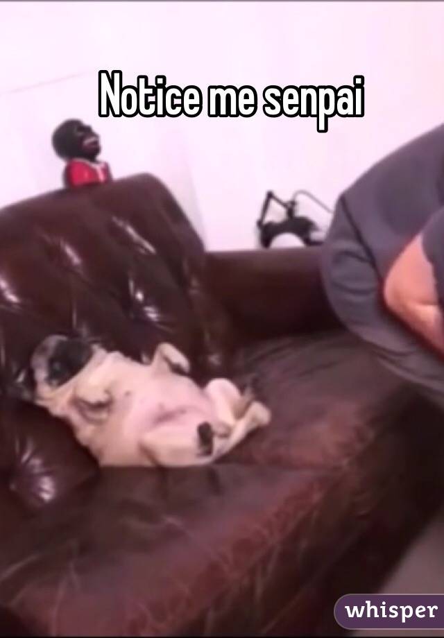 Notice me senpai