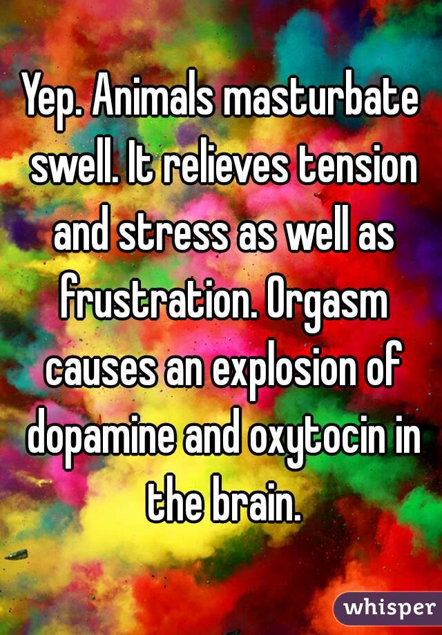 Yep. Animals masturbate swell. It relieves tension and stress as well as frustration. Orgasm causes an explosion of dopamine and oxytocin in the brain.