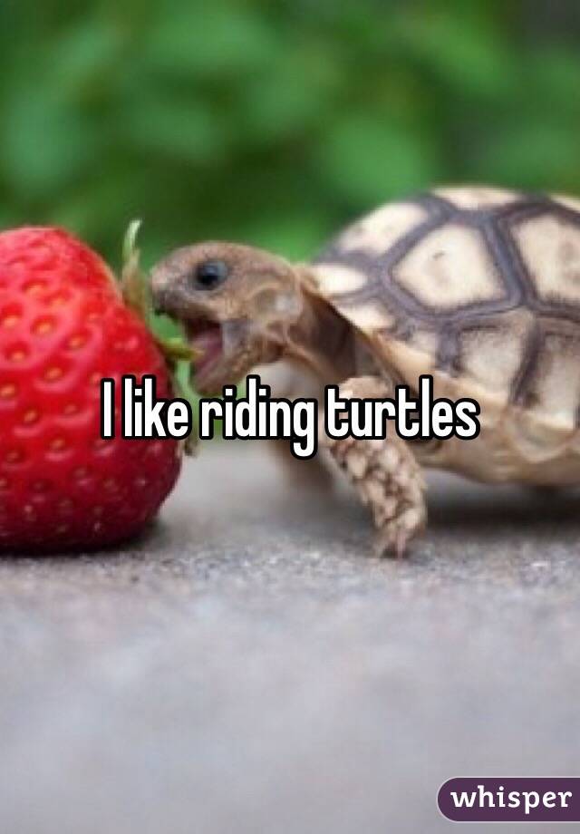 I like riding turtles