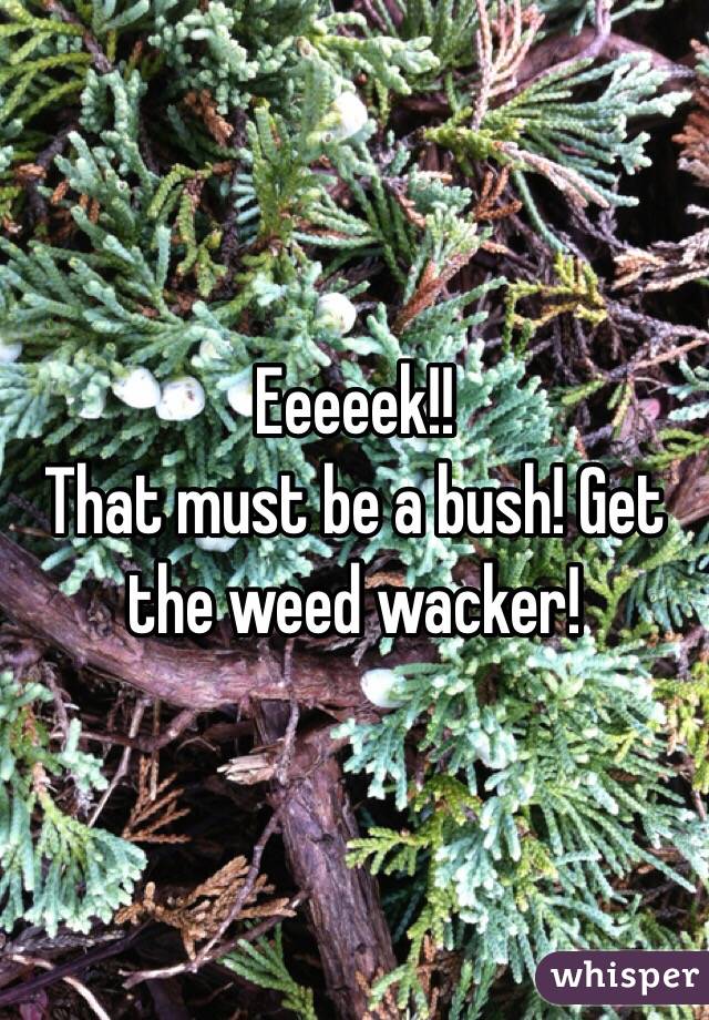 Eeeeek!!
That must be a bush! Get the weed wacker!