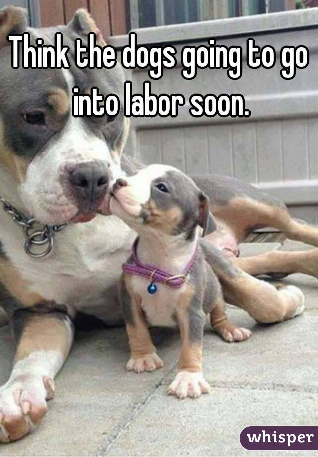 Think the dogs going to go into labor soon.