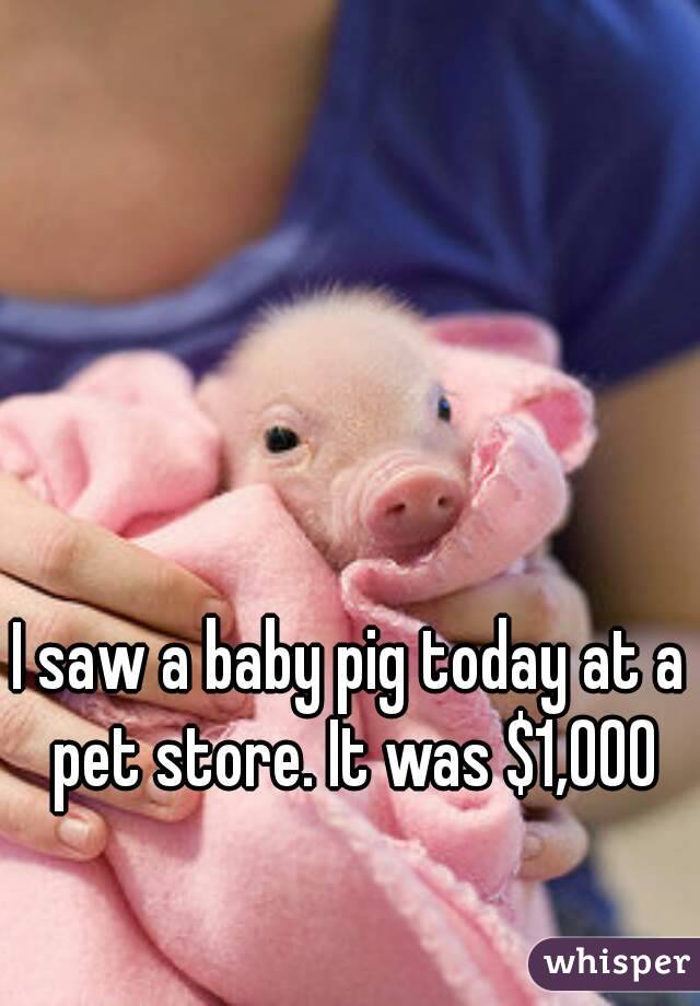 I saw a baby pig today at a pet store. It was $1,000