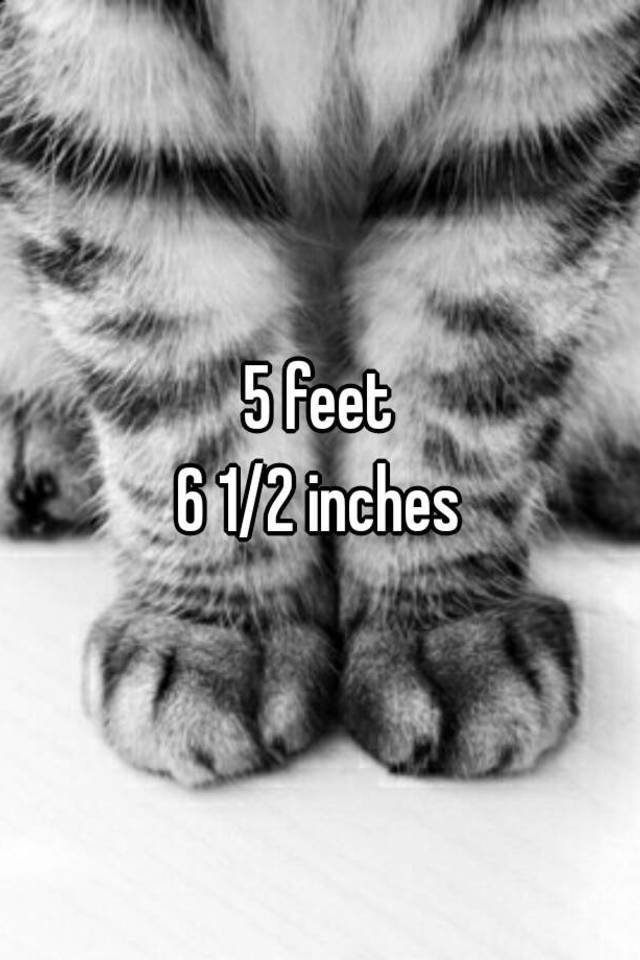 5-feet-6-1-2-inches