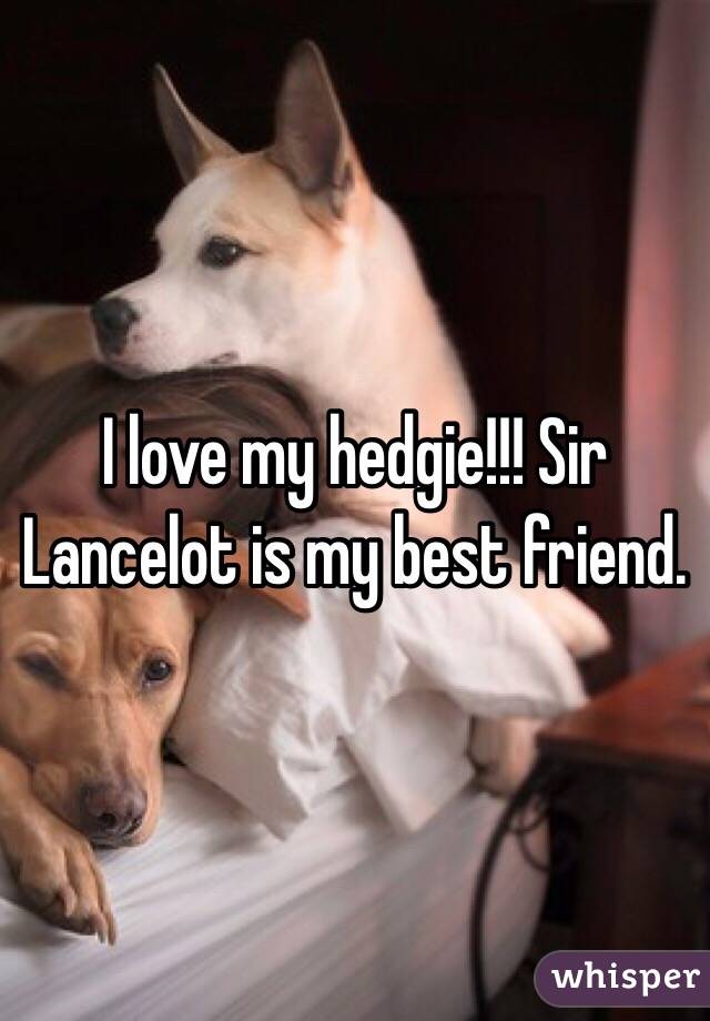 I love my hedgie!!! Sir Lancelot is my best friend. 