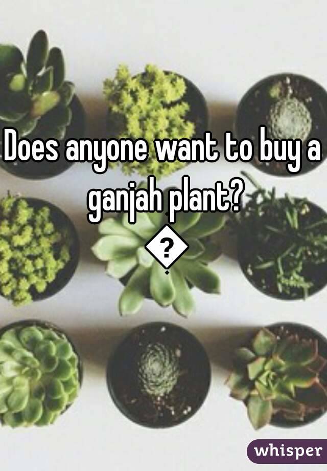 Does anyone want to buy a ganjah plant? 😊

