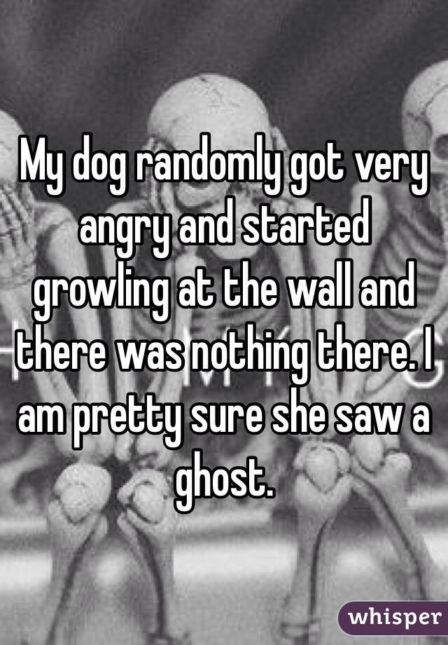 My dog randomly got very angry and started growling at the wall and there was nothing there. I am pretty sure she saw a ghost. 