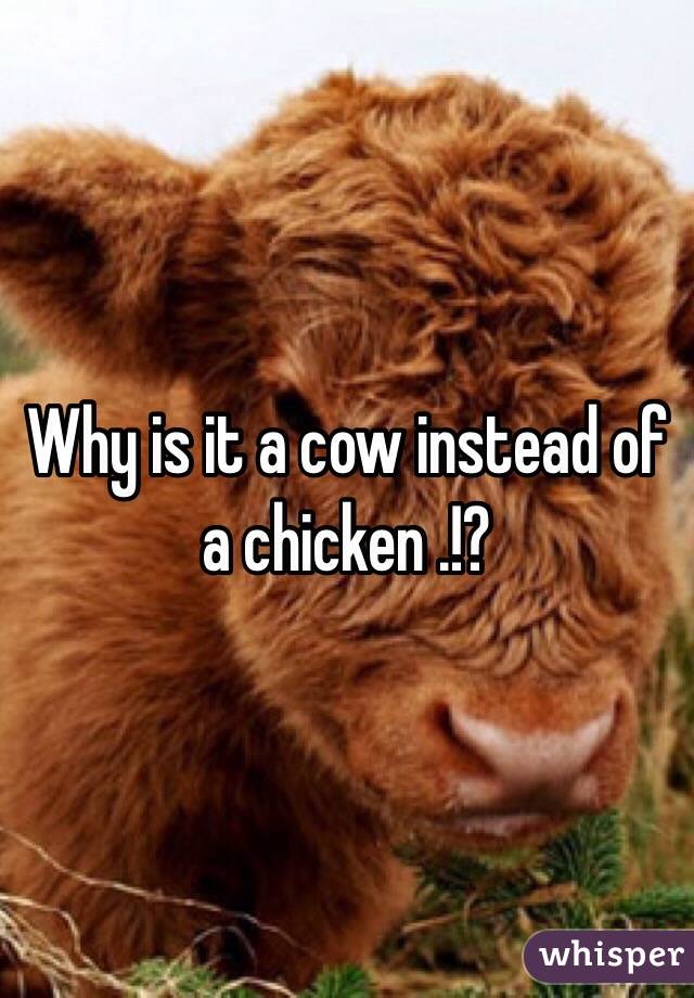 Why is it a cow instead of a chicken .!? 