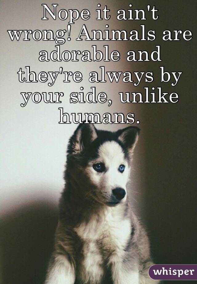 Nope it ain't wrong! Animals are adorable and they're always by your side, unlike humans.