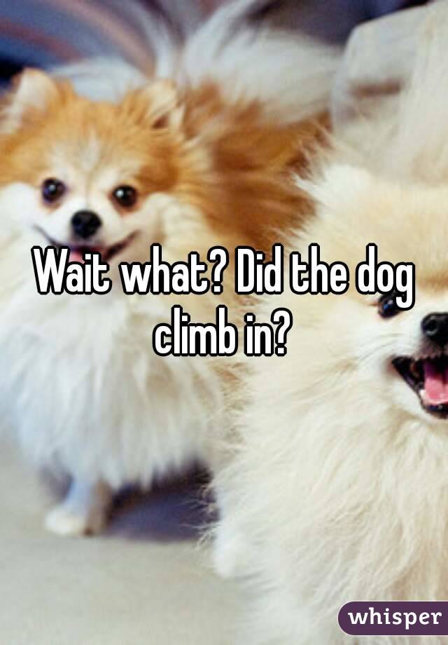 Wait what? Did the dog climb in? 
