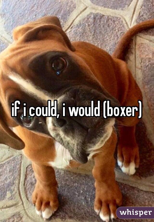 if i could, i would (boxer)