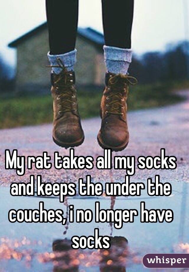 My rat takes all my socks and keeps the under the couches, i no longer have socks