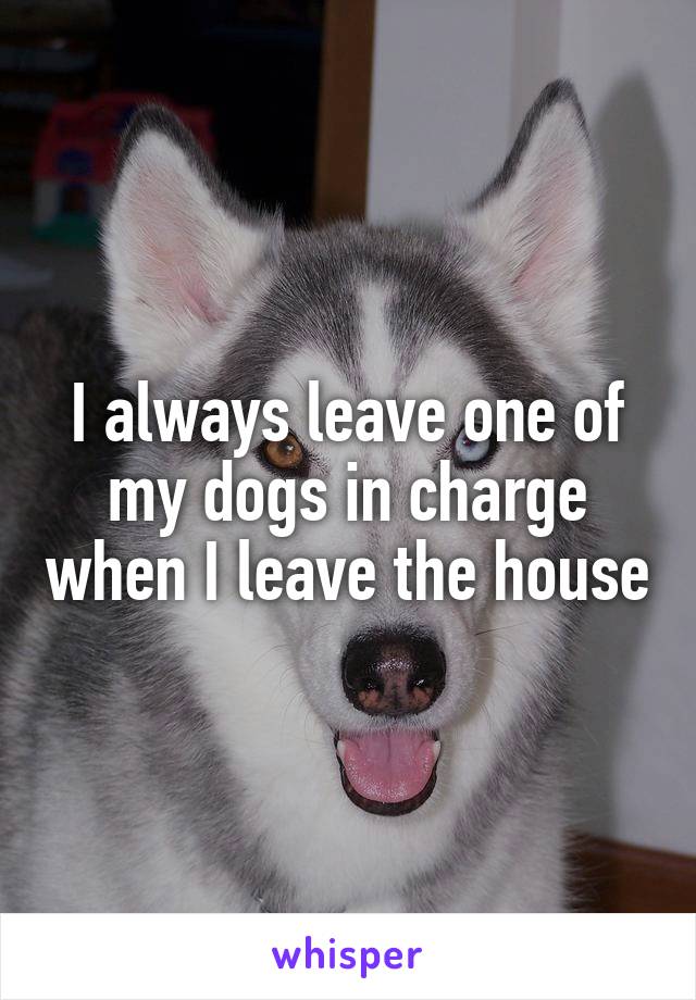 I always leave one of my dogs in charge when I leave the house